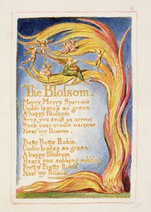 The Blossom: plate 11 from 